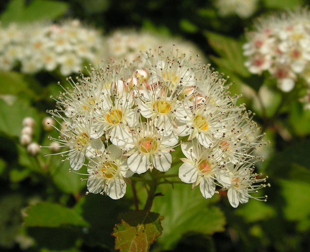 Image of Physocarpus opulifolius specimen.