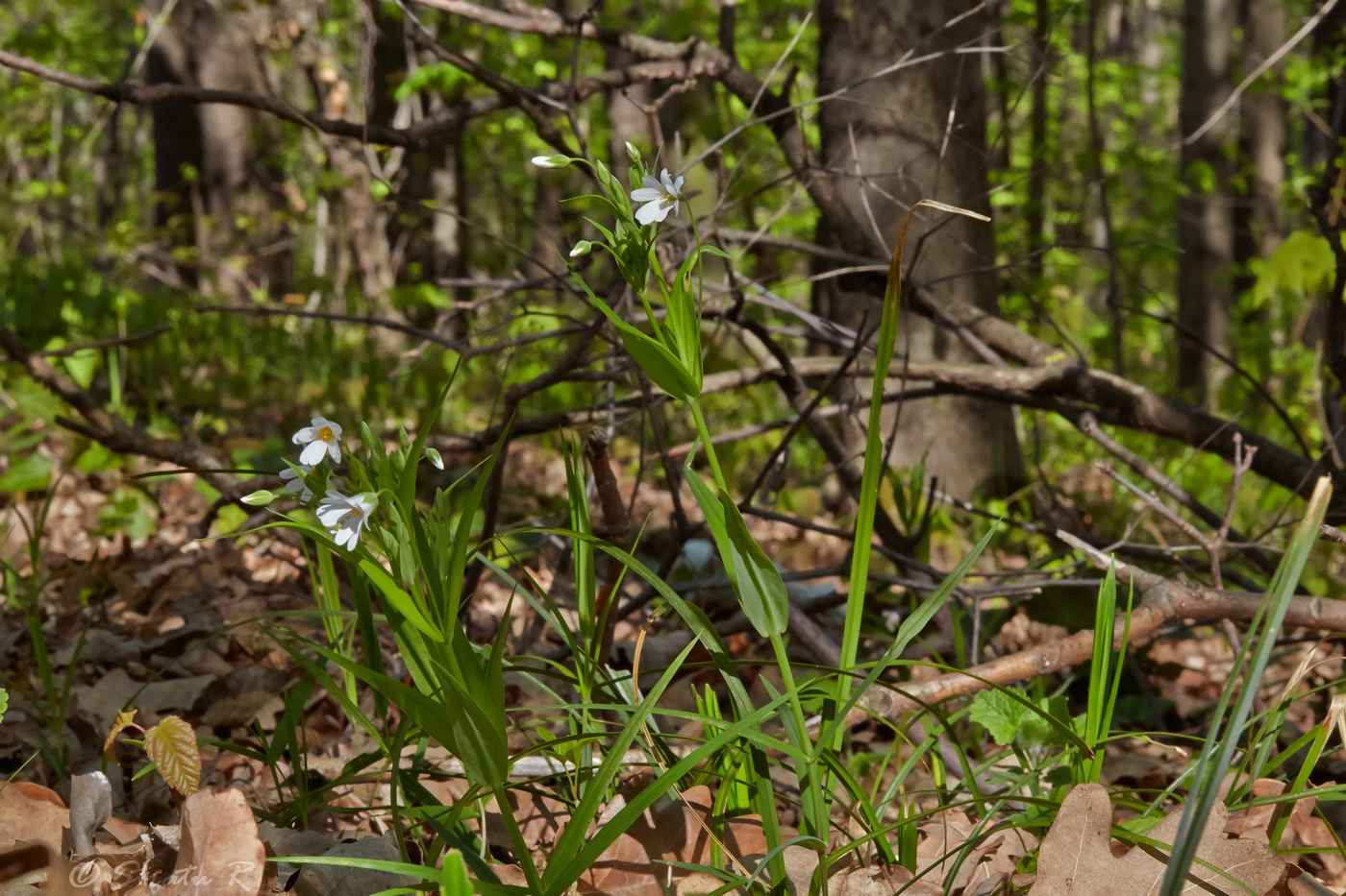 Изображение особи Stellaria holostea.