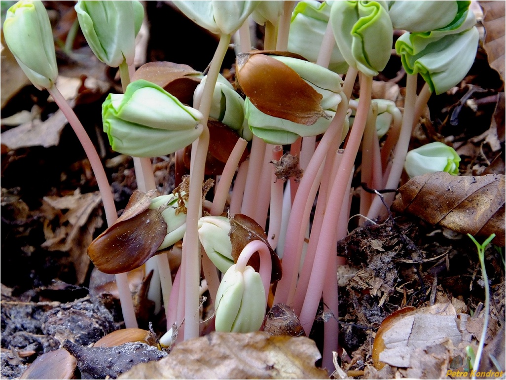 Image of Fagus sylvatica specimen.