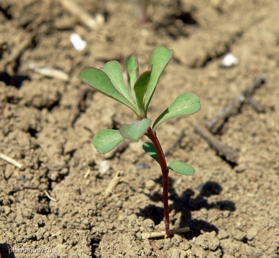 Image of Euphorbia falcata specimen.