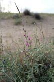 Astragalus unifoliolatus