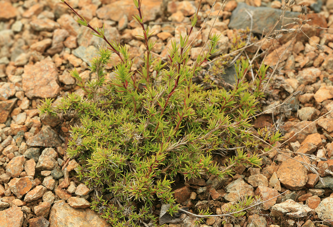 Image of Minuartia laricina specimen.