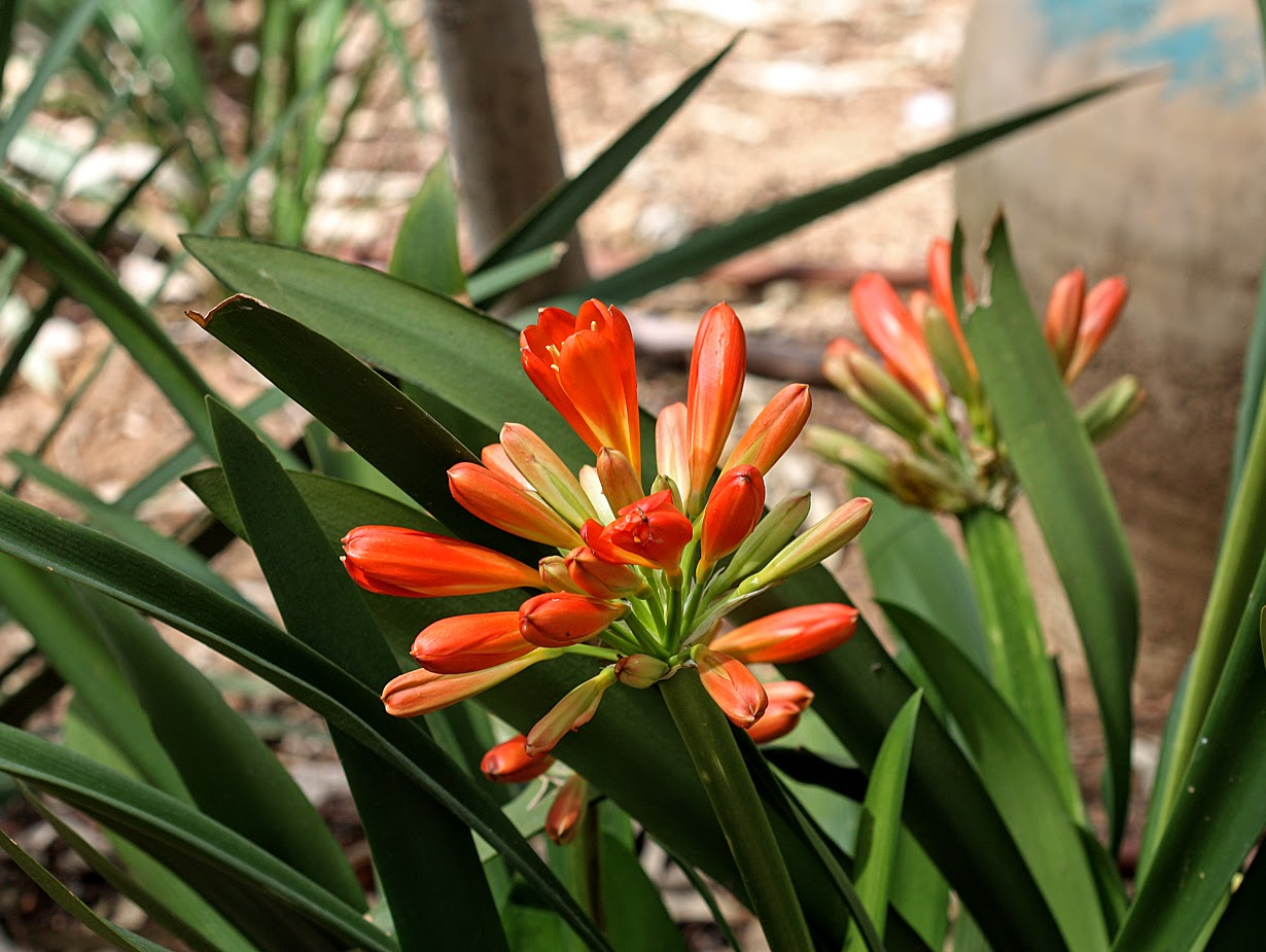 Image of Clivia miniata specimen.