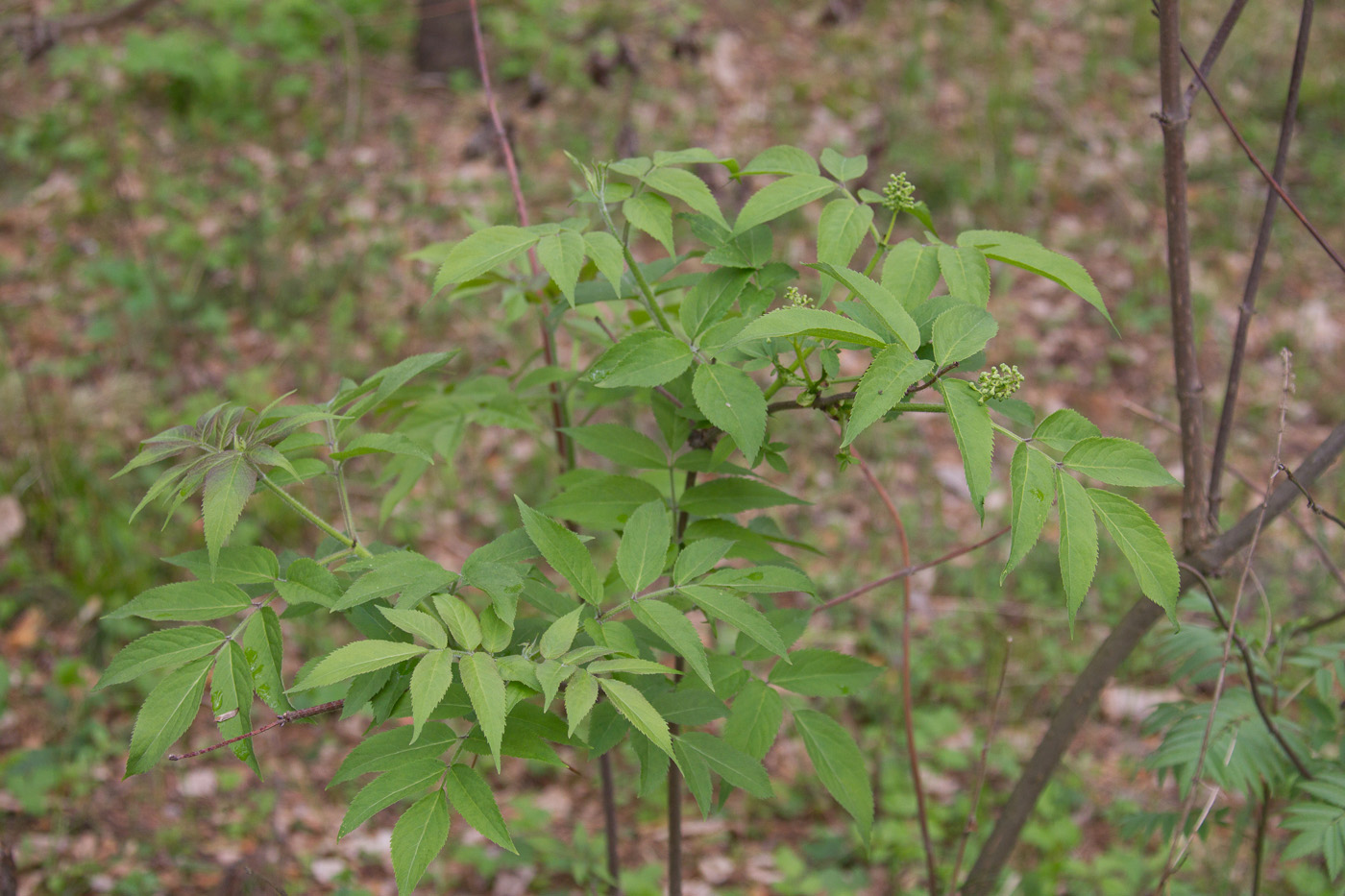 Image of Sambucus sibirica specimen.