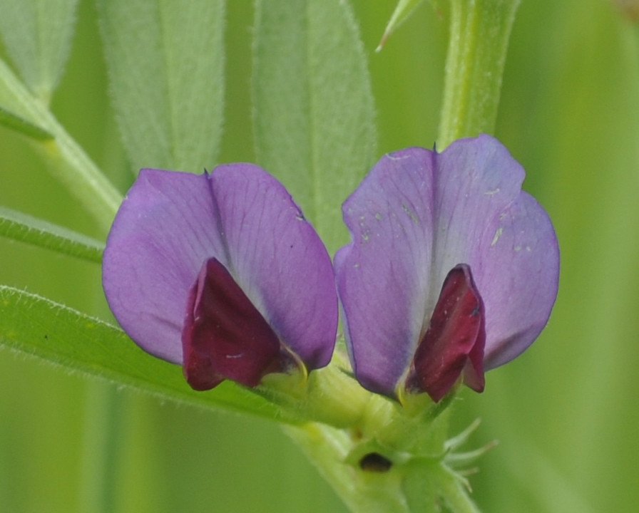 Image of Vicia sativa specimen.