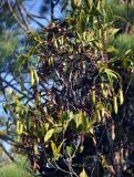 Nepenthes gracilis