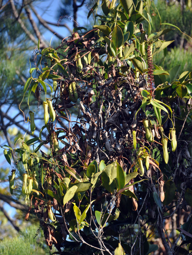 Изображение особи Nepenthes gracilis.