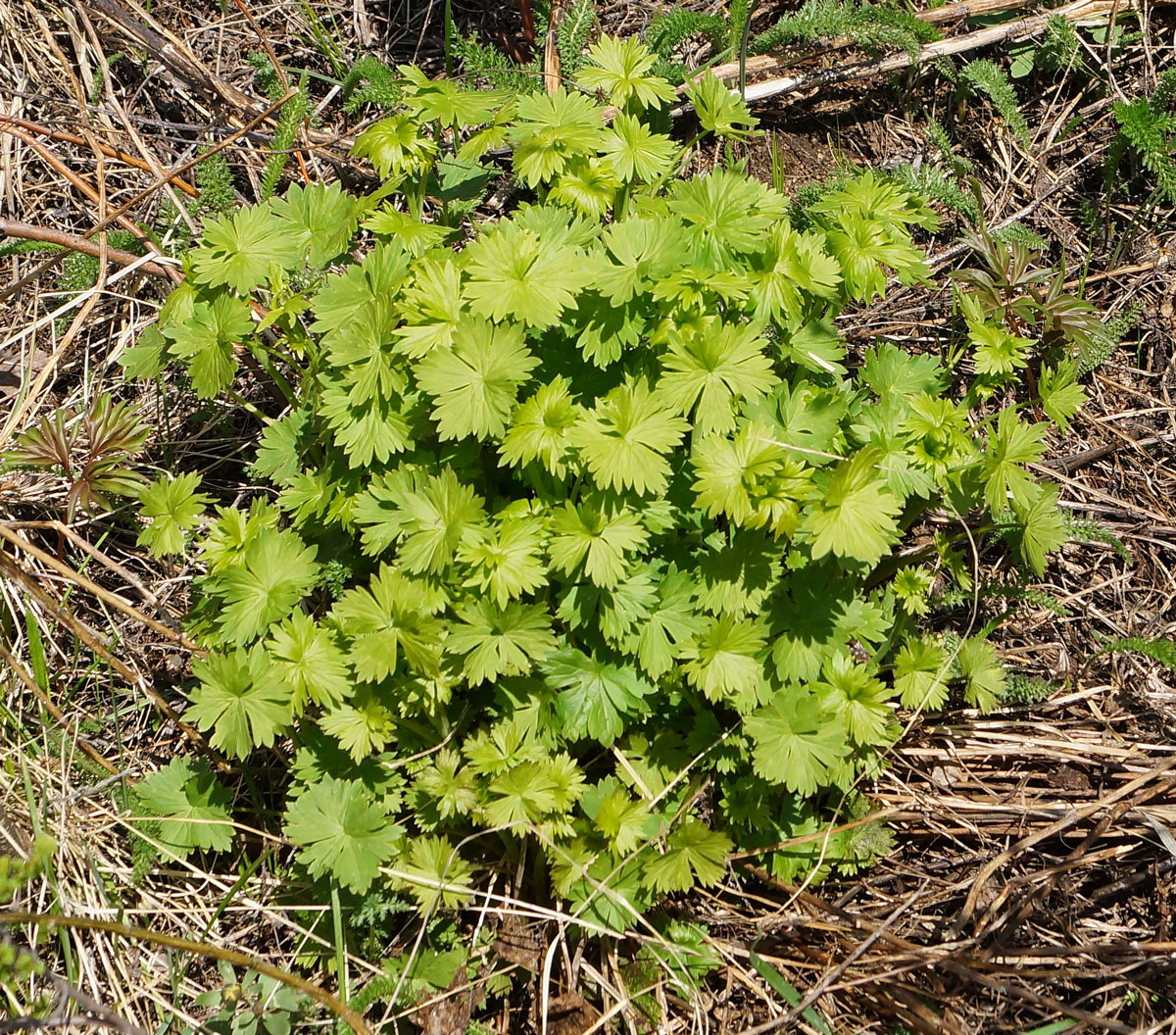 Image of Delphinium dictyocarpum specimen.