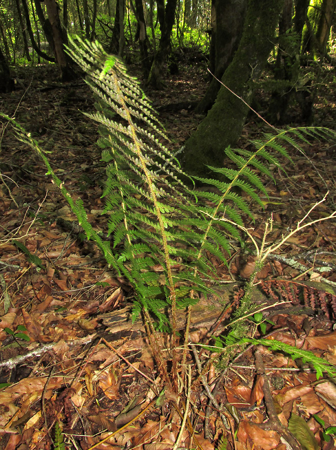 Изображение особи Polystichum setiferum.