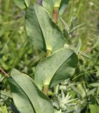 Bupleurum rotundifolium