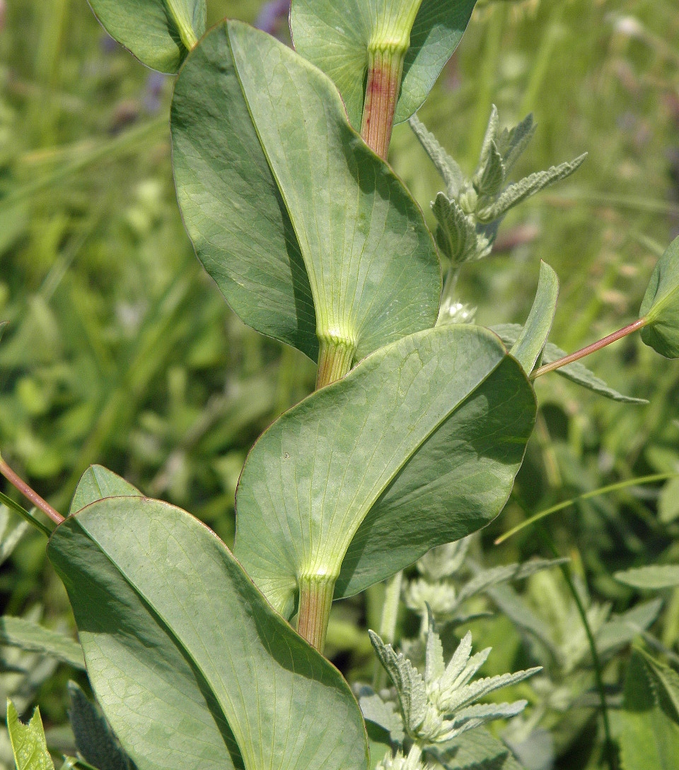 Image of Bupleurum rotundifolium specimen.