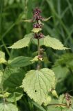 Lamium maculatum. Верхняя часть побега с бутонами. Костромская обл., Судиславский р-н, окр. дер. Антипино, долина р. Пуга (левый приток р. Меза), опушка леса. 25.06.2017.