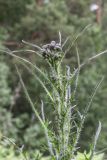 Cirsium palustre