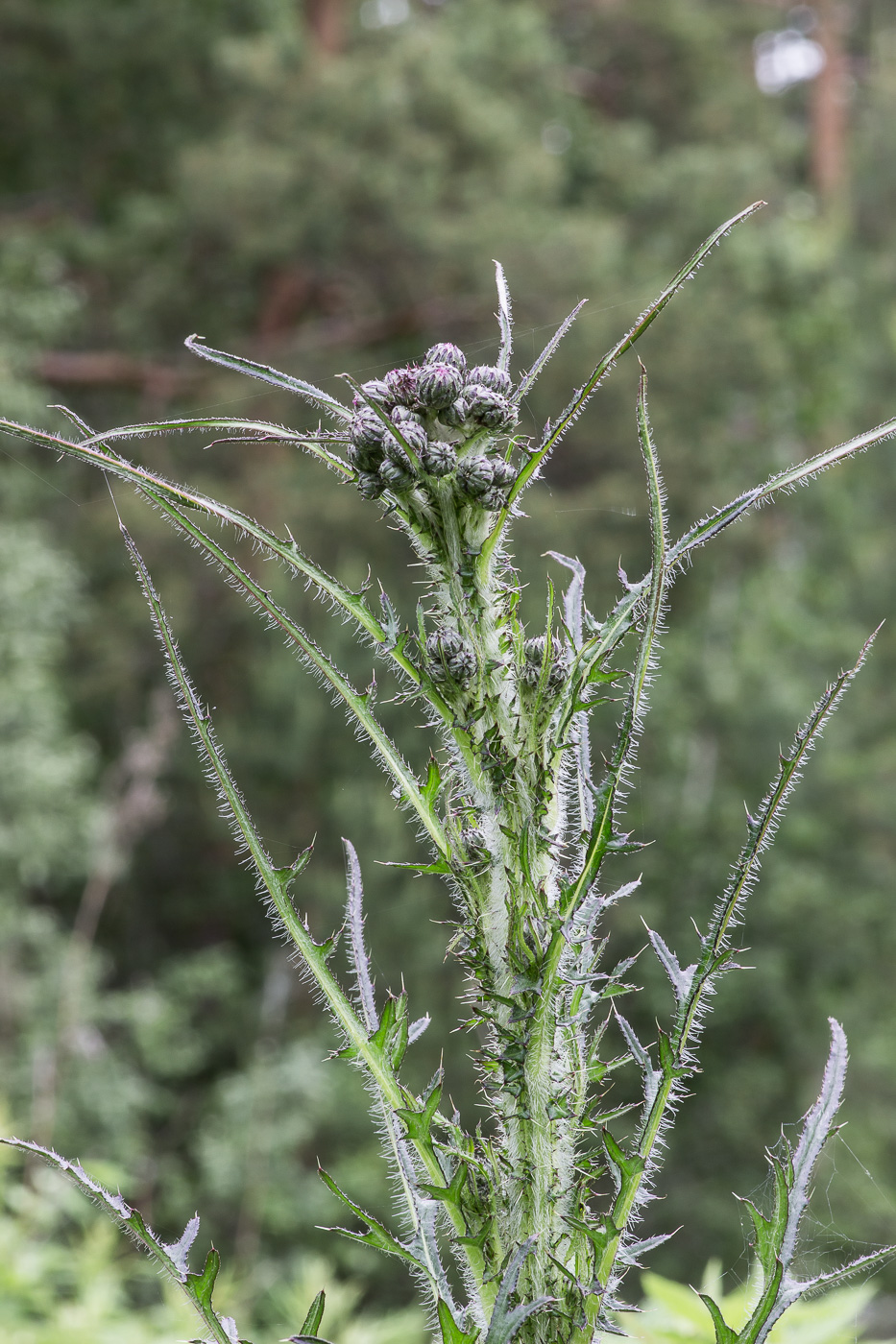 Изображение особи Cirsium palustre.