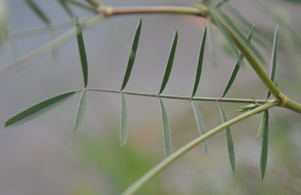 Изображение особи Onobrychis gracilis.