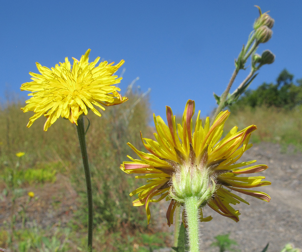 Image of Crepis rhoeadifolia specimen.