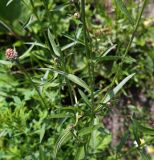 Centaurea jacea