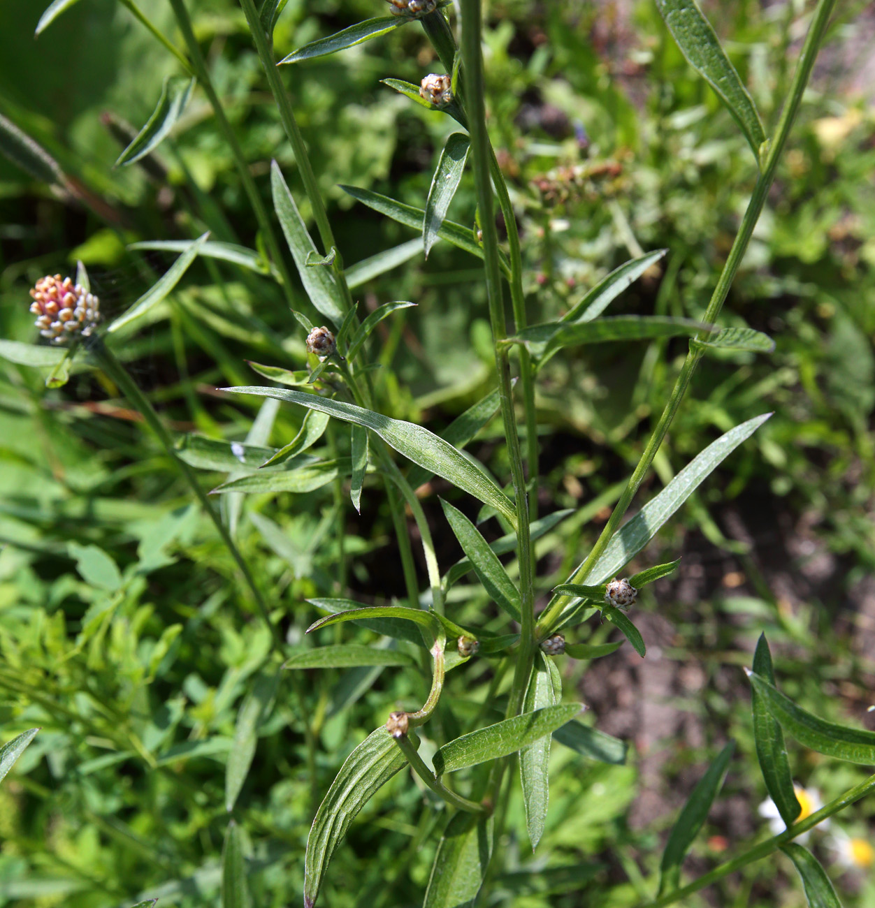 Image of Centaurea jacea specimen.