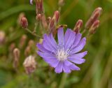 Lactuca sibirica. Распустившееся и нераспустившиеся соцветия. Пермский край, г. Пермь, Кировский р-н, окр. Красавинского моста, недалеко от садовых участков, около грунтовой дороги, на луговом склоне. 13 августа 2017 г.