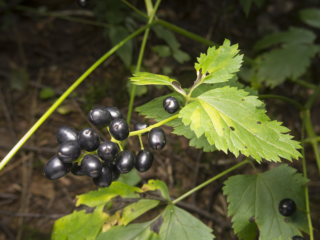 Изображение особи Actaea spicata.