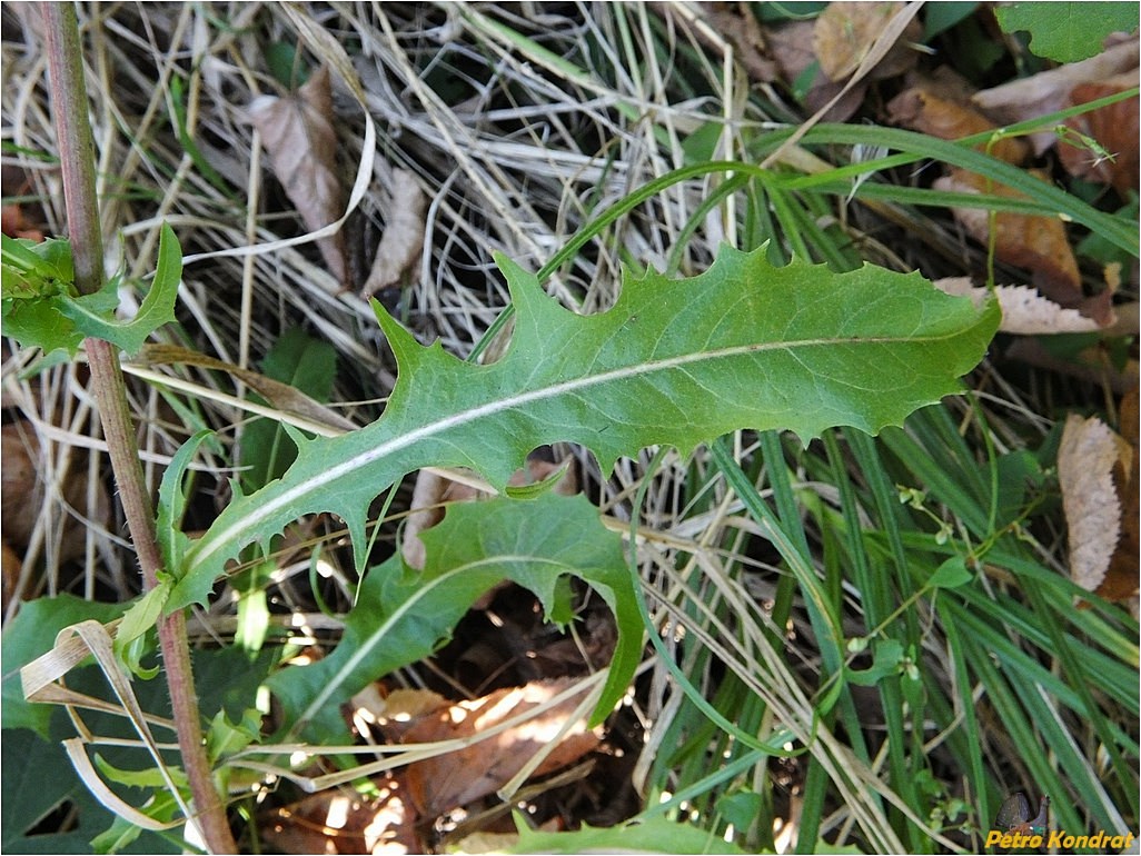 Image of Cichorium intybus specimen.