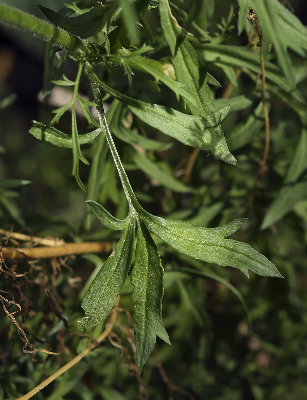 Изображение особи Gilia capitata.