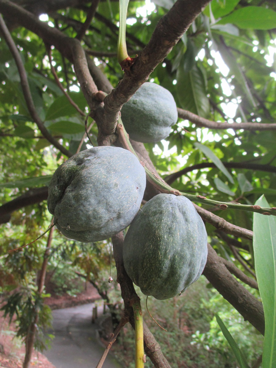 Image of Barringtonia calyptrata specimen.