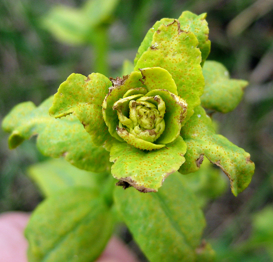 Изображение особи род Euphorbia.