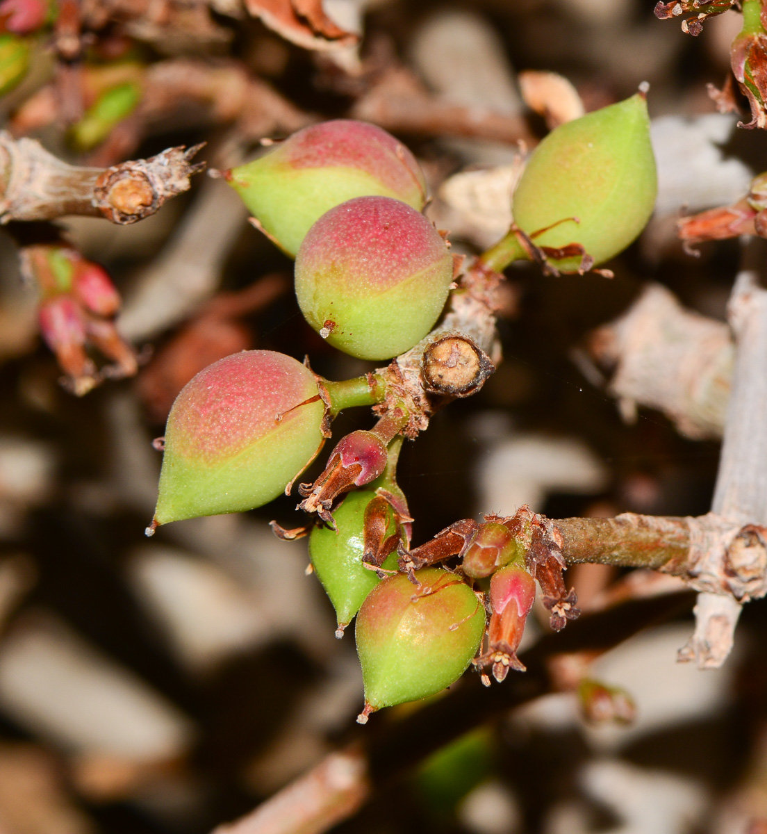 Image of Commiphora habessinica specimen.