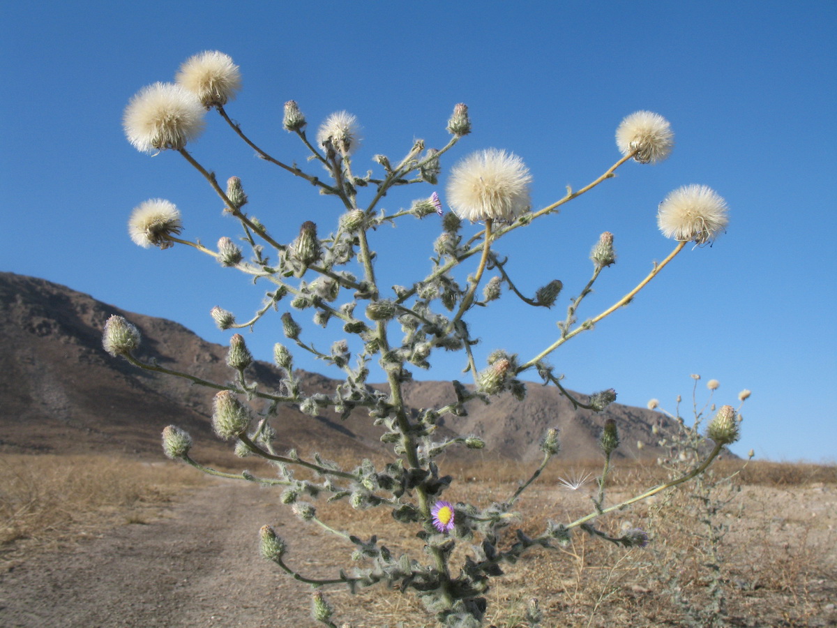 Изображение особи Lachnophyllum gossypinum.