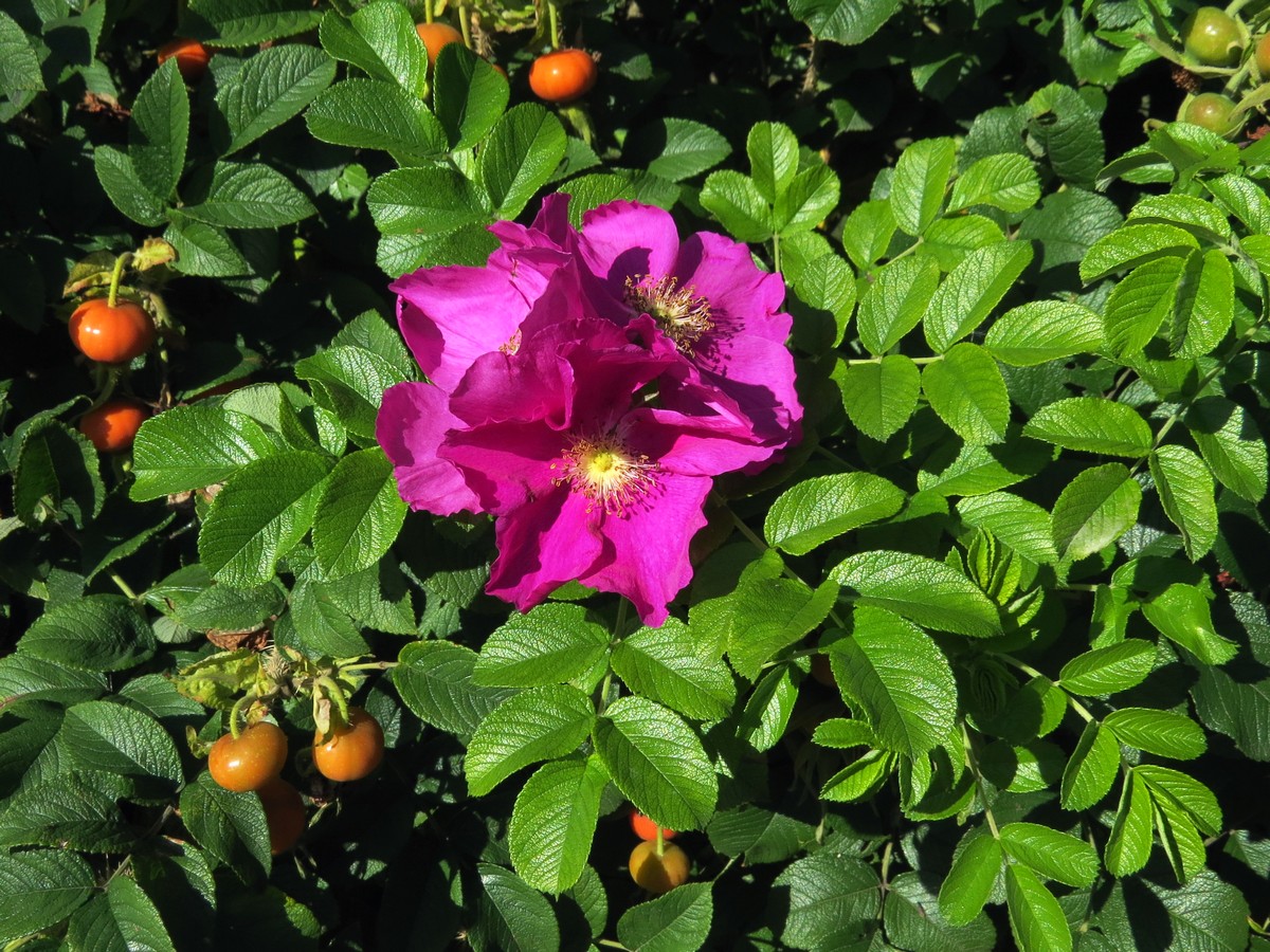 Image of Rosa rugosa specimen.