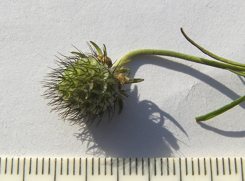 Image of Scabiosa bipinnata specimen.