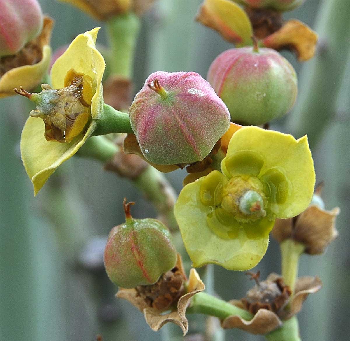 Изображение особи Euphorbia dregeana.
