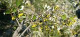 Sorbus taurica