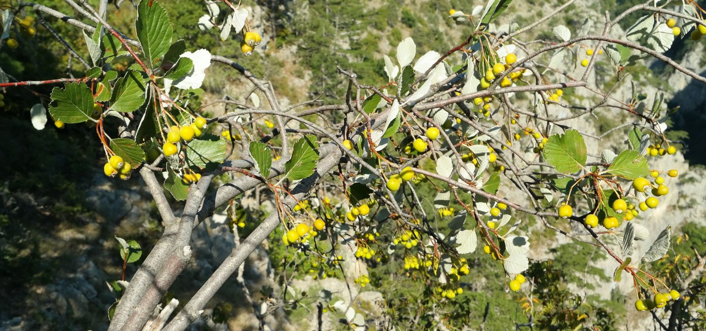 Image of Sorbus taurica specimen.