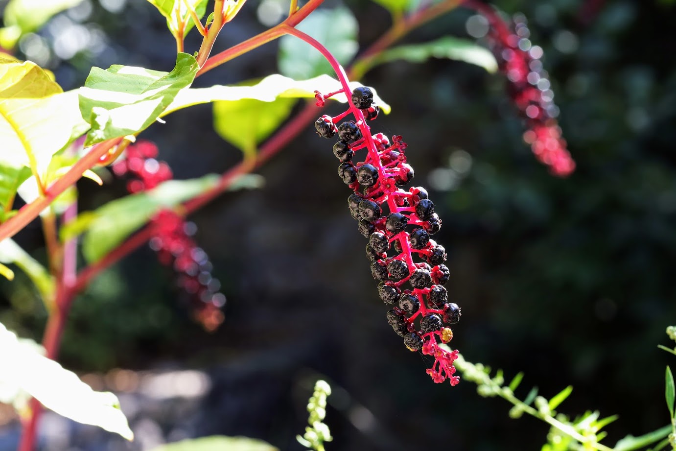 Image of Phytolacca americana specimen.