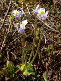 Pinguicula spathulata