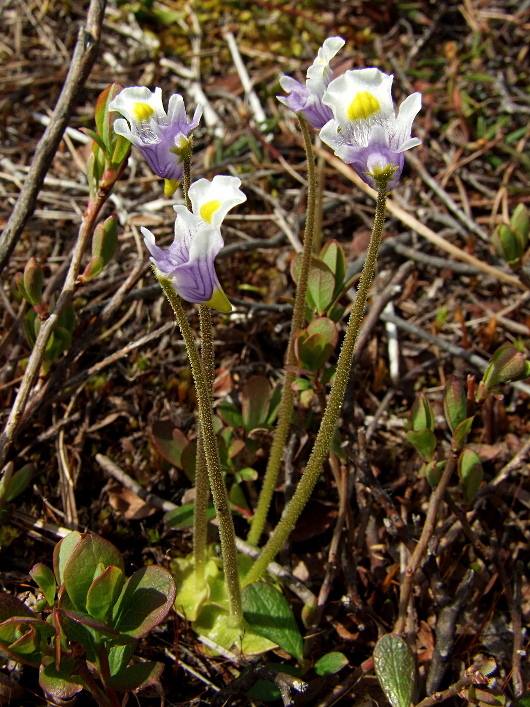 Изображение особи Pinguicula spathulata.