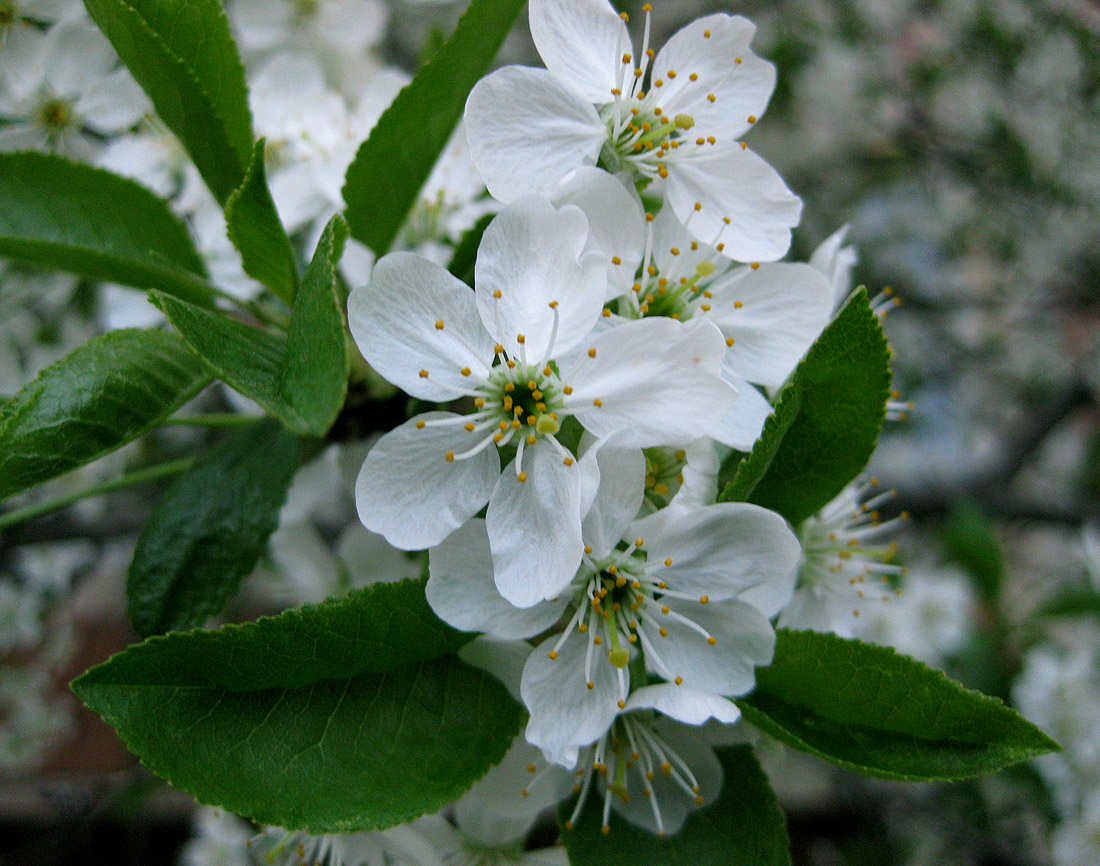 Изображение особи Cerasus vulgaris.