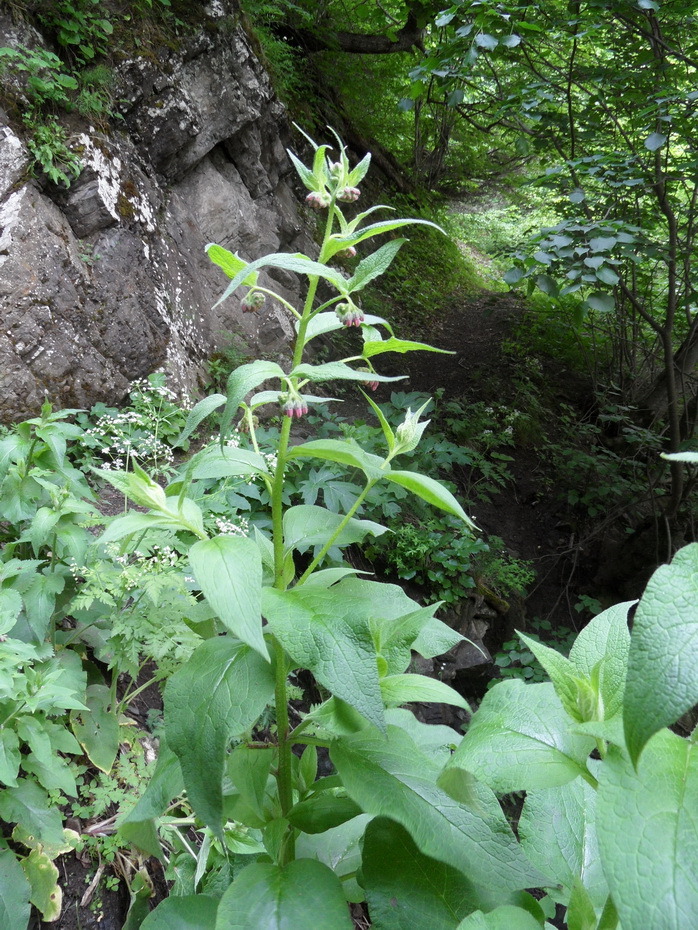 Изображение особи Symphytum asperum.