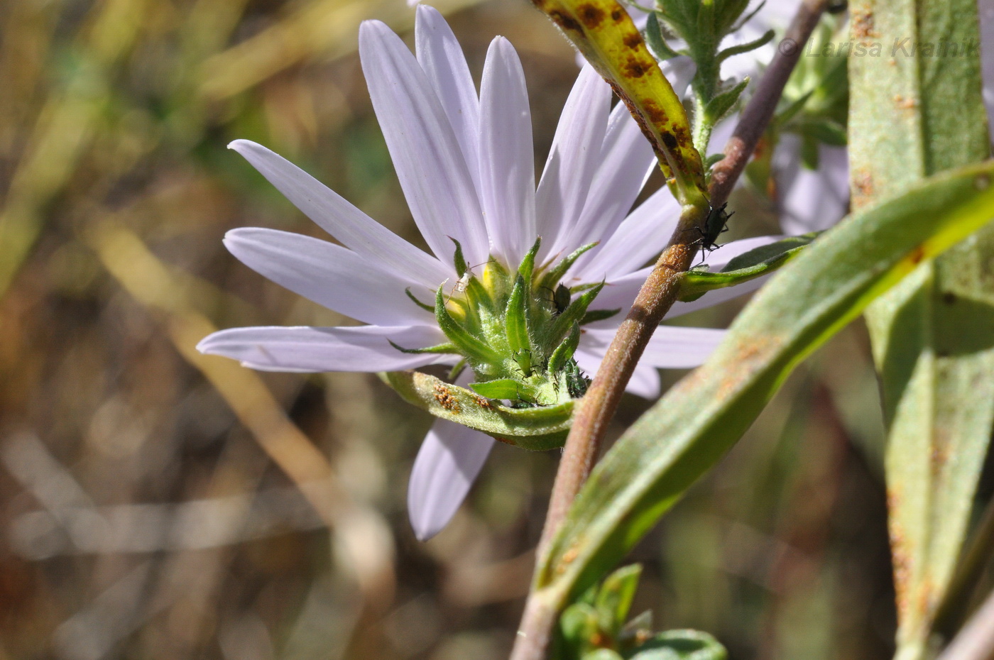 Image of genus Aster specimen.