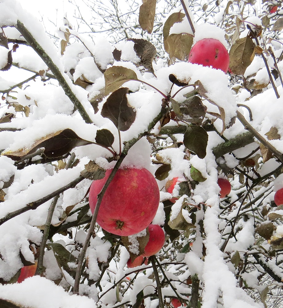 Изображение особи Malus domestica.