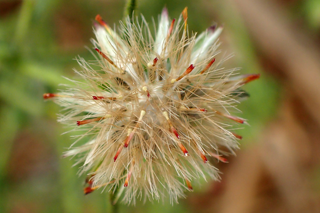 Image of Dittrichia graveolens specimen.