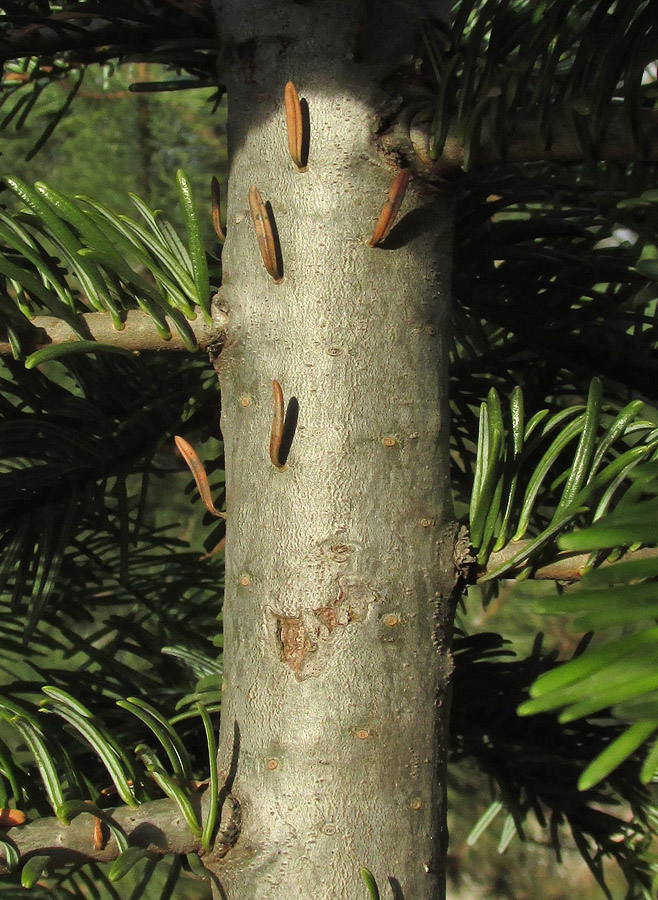 Image of Abies alba specimen.