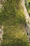 class Bryopsida