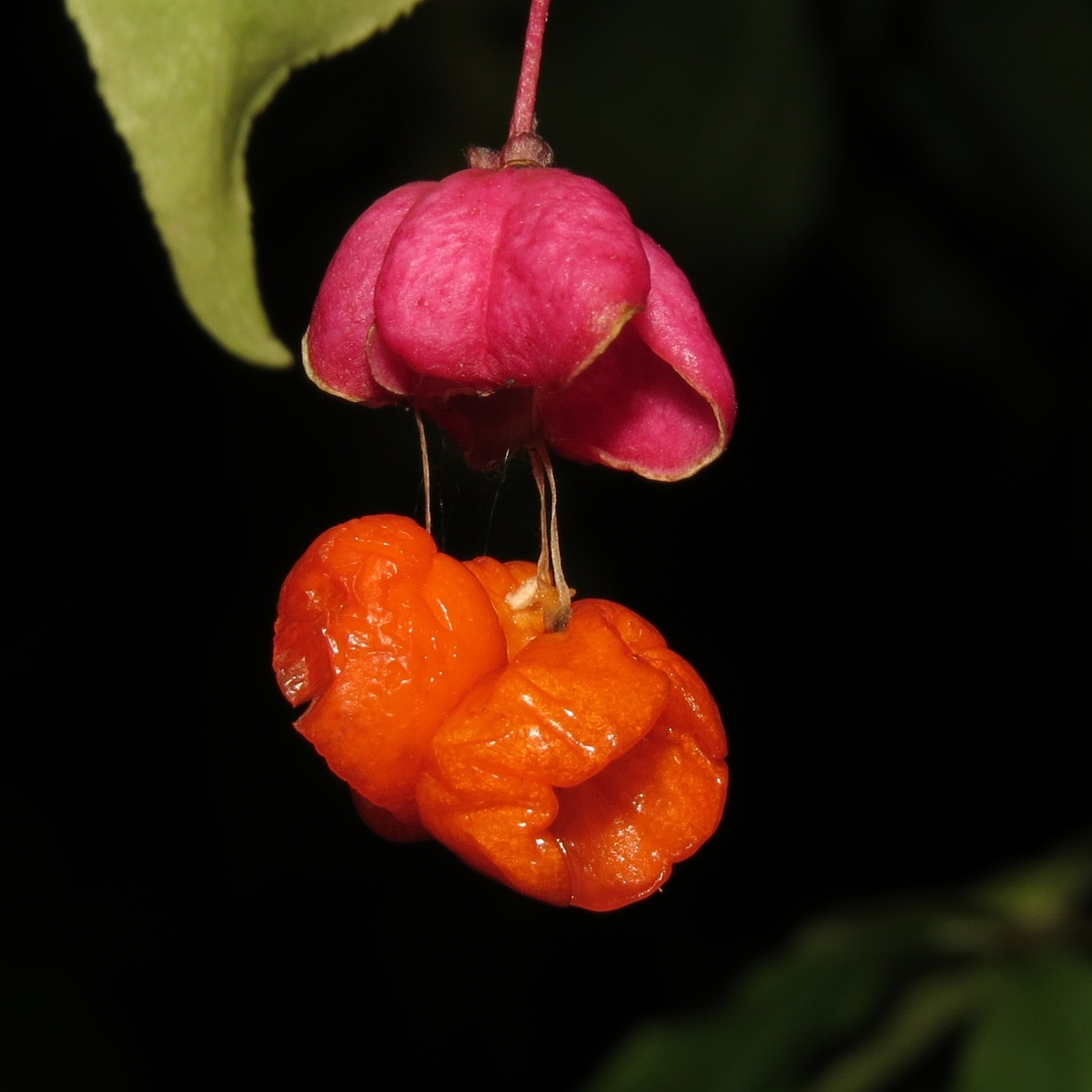 Изображение особи Euonymus verrucosus.