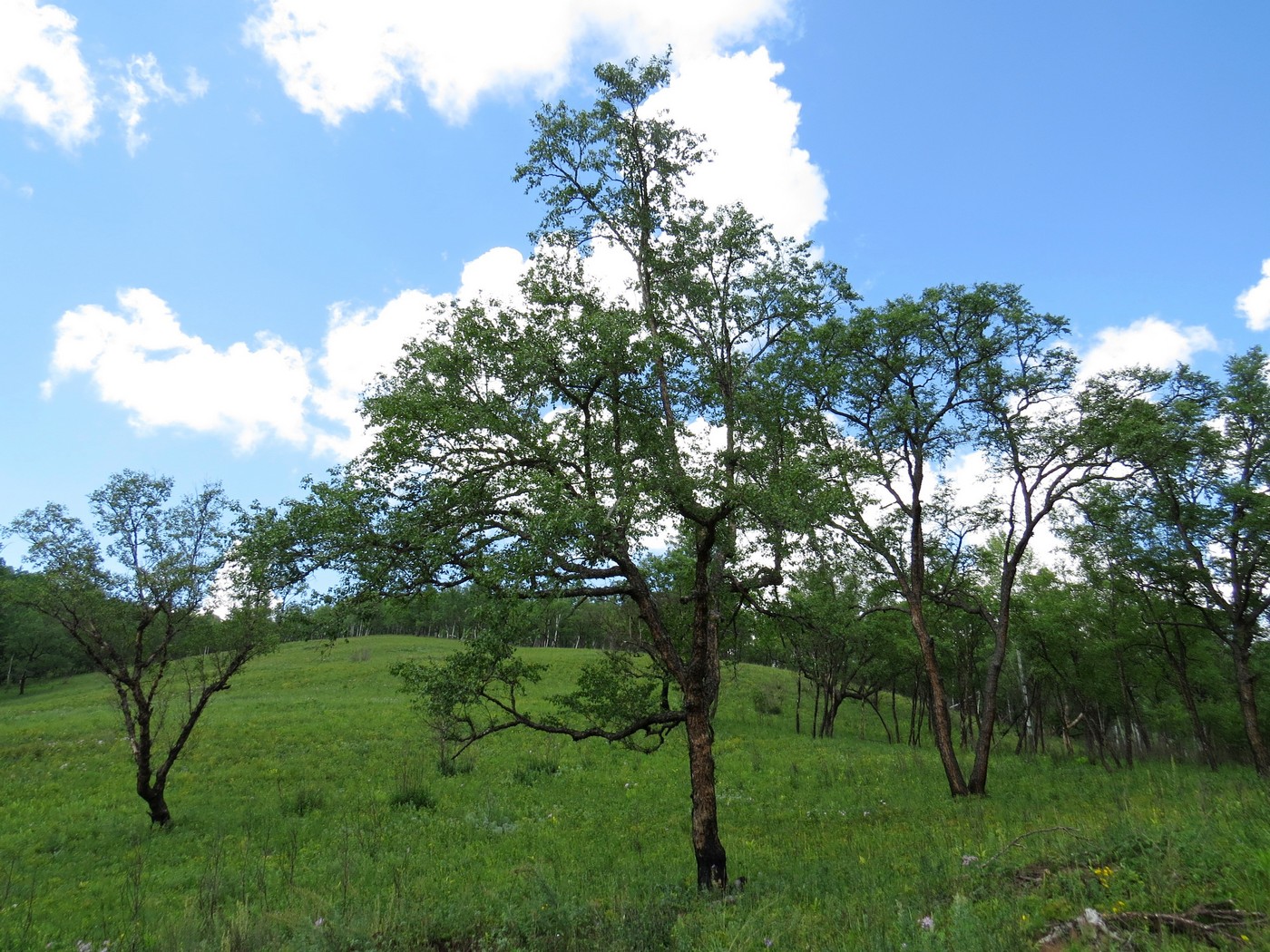 Image of Betula dauurica specimen.