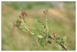 Astragalus cornutus