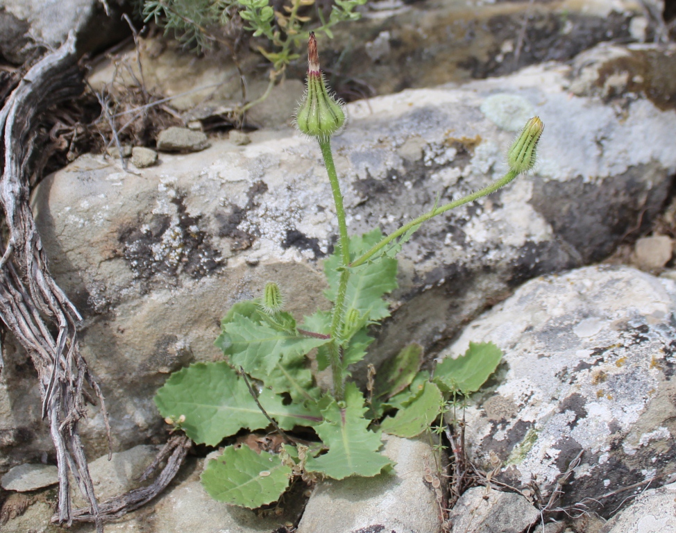 Изображение особи Urospermum picroides.