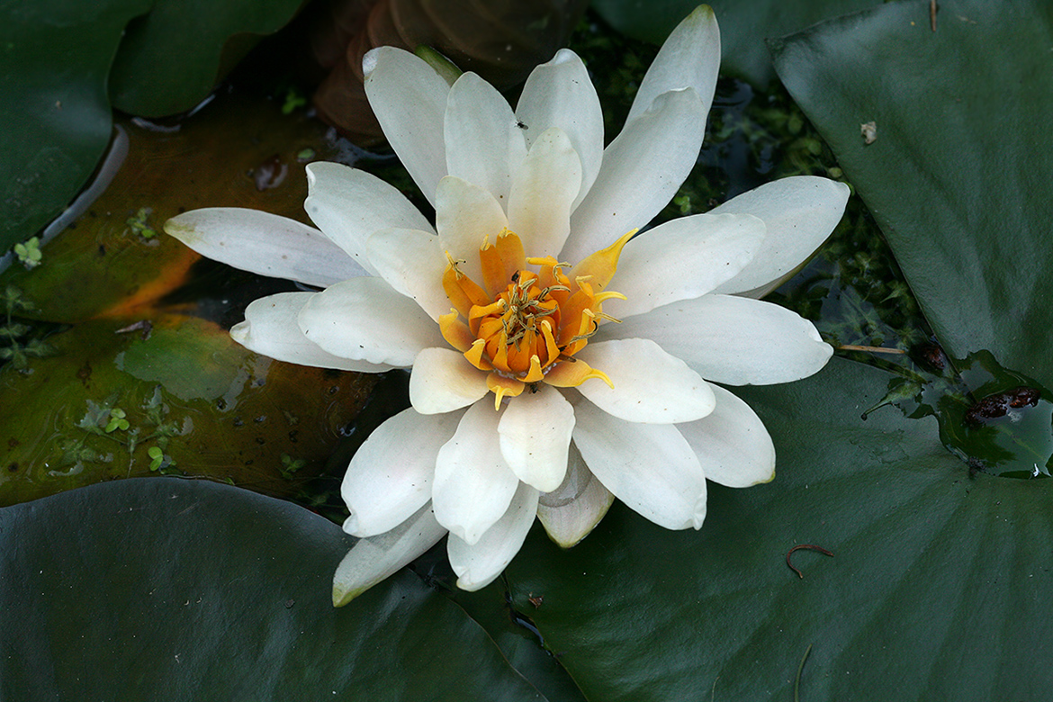 Image of Nymphaea alba specimen.